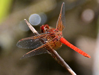 Cardinal Meadowhawk - Sympetrum illotum