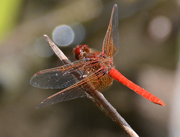 Cardinal Meadowhawk - Sympetrum illotum