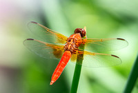 Neon skimmer -  Libellula croceipennis