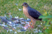 Sharp-shinned Hawk - Accipiter striatus