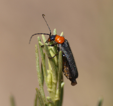 Soldier beetle - Cultellunguis ingenuus