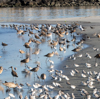 All come for the Grunion Eggs