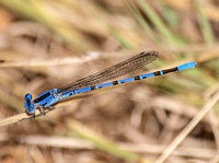 Vivid dancer - Argia vivida