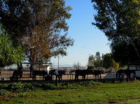 Prado Regional Park