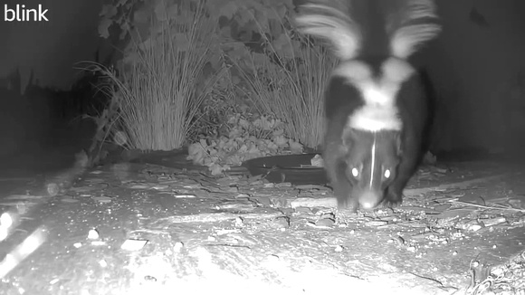 Striped skunk -  Mephitis mephitis