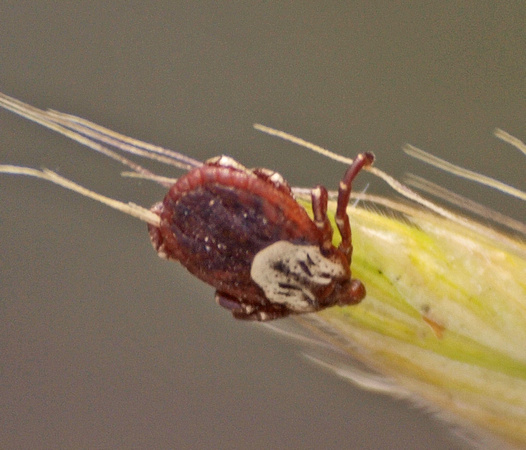 Dog tick - Dermacentor sp.