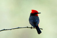 Vermilion Flycatcher - Pyrocephalus rubinus