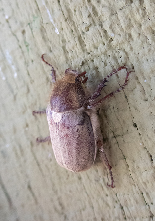 Dusty June beetle- Amblonoxia palpalis