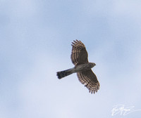 Sharp-shinned Hawk - Accipiter striatus