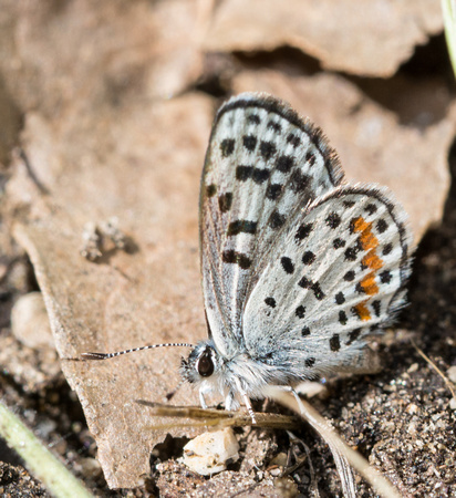 Bernardino Blue - Euphilotes bernardino