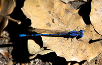 Vivid dancer - Argia vivida