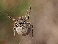 Orb weaver - Araneus andrewsi