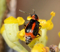 Soft-winged flower beetle - Attalus trimaculatus