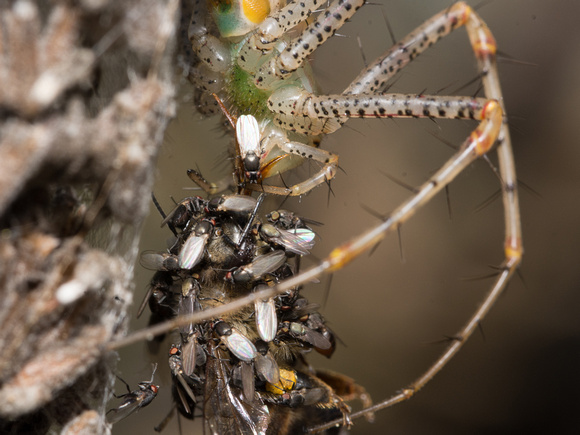 Freeloader Flies - Family Milichiidae