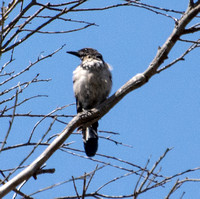 Island Scrub-Jay - Aphelocoma insularis