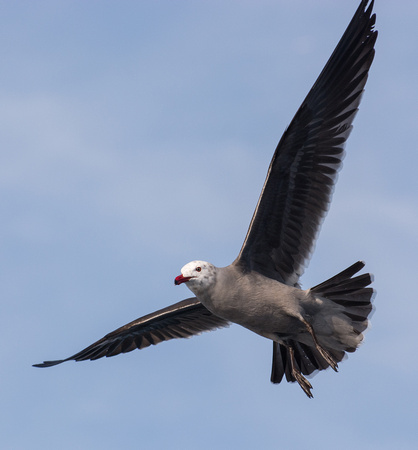 Heerman's Gull - Larus heermanni