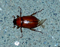 Masked Chafer  - Cyclocephala sp.