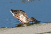Northern Shoveler - Anas clypeata (male molting into breeding plumage)