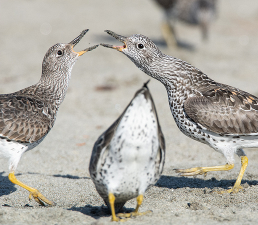 Surfbird - Calidris virgata