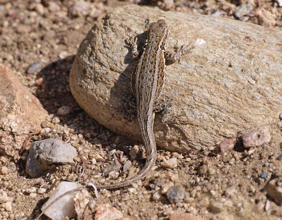 Desert Side-blotched Lizard - Uta stansburiana stejnegeri
