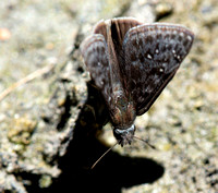 Propertius Duskywing - Erynnis propertius