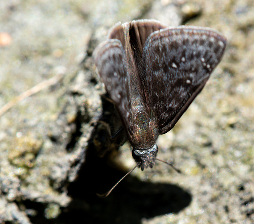 Propertius Duskywing - Erynnis propertius