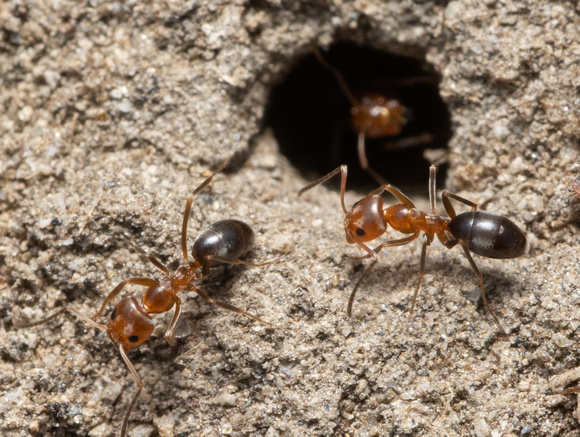 Bicolored pyramid ant - Dorymyrmex bicolor