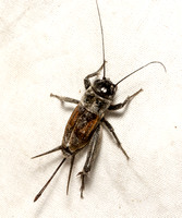 Field cricket - Gryllus sp.