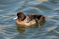 Lesser Scaup - Aythya affinis