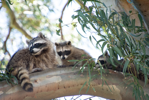 Raccoon - Procyon lotor