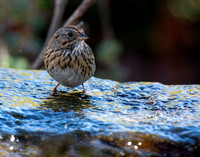 Lincoln's Sparrow - Melospiza lincolnii