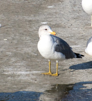California Gull - Larus californicus (or hybrid)