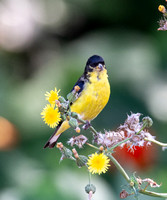 Lesser Goldfinch - Carduelis psaltria