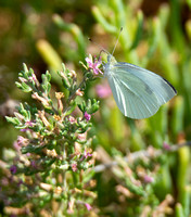 Cabbage white - Pieris rapae