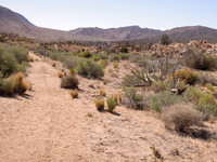 Lower Covington Flat Trail
