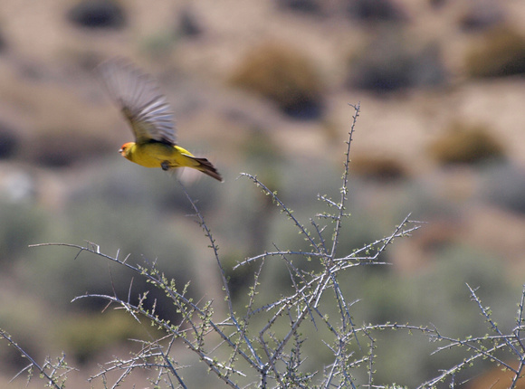 Western Tanager - Piranga ludoviciana