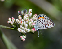 Bernardino Blue - Euphilotes bernardino