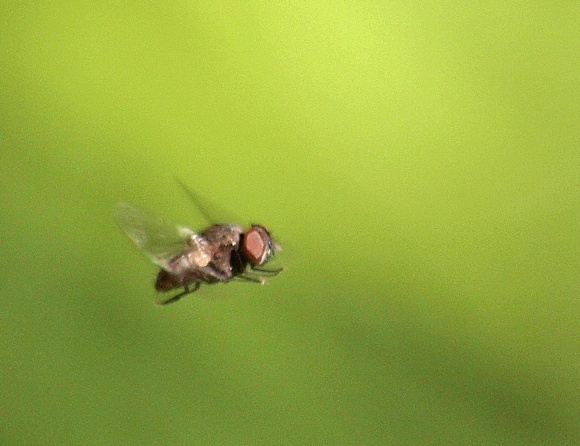 Root-maggot fly -Family Anthomyiidae