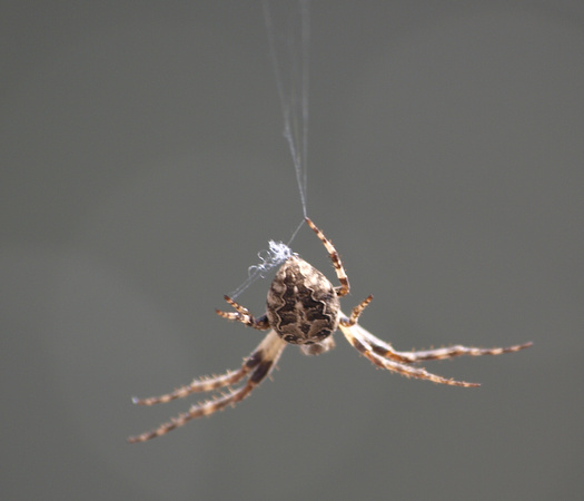 Bridge spider - Larinioides sclopetarius