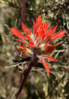 Indian Paintbrush - Castilleja sp.