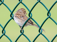 Brewer's Sparrow - Spizella breweri