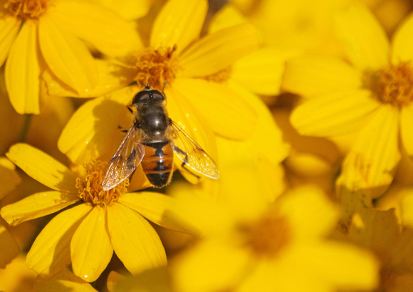 Drone fly 1 - Eristalis tenax