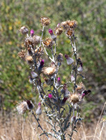 Cobwebby Thistle - Circsum occidentale