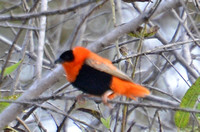 Northern Red Bishop - Euplectes franscanus