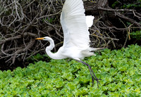 Great Egret - Ardea alba