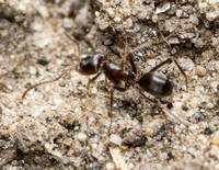 Black Pyramid Ant - Dorymyrmex insanus