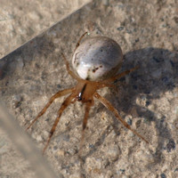 Orb weaver -Metazygia zilloides