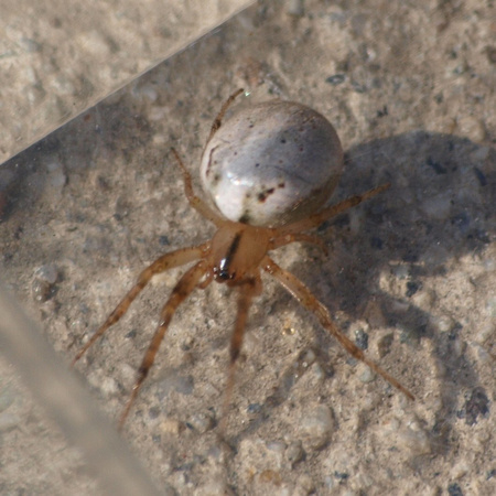 Orb weaver -Metazygia zilloides