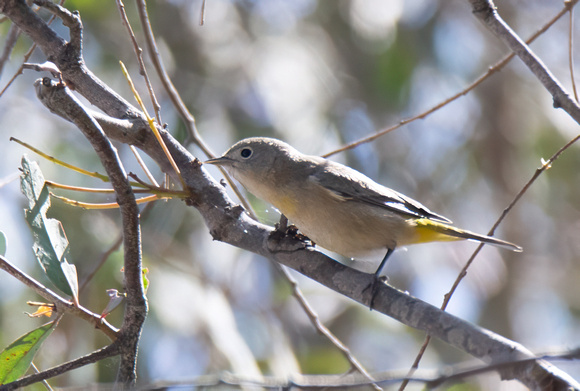 Virginia's Warbler - Leiothlypis virginiae