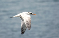 Elegant Tern - Thalasseus elegans